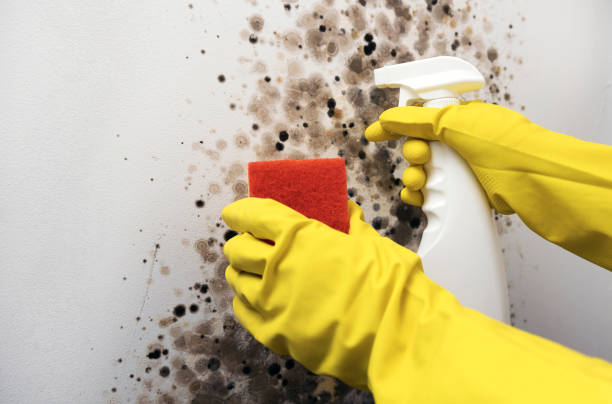 Best Mold Remediation  in Marlborough, MO