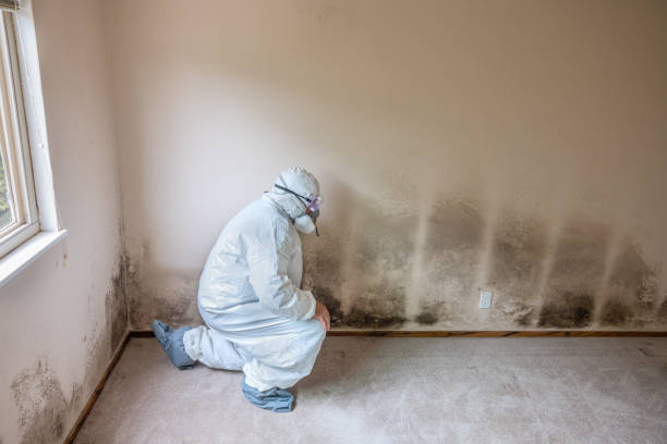 Best Black Mold Removal  in Marlborough, MO