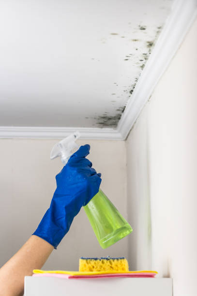 Best Certified Mold Removal  in Marlborough, MO