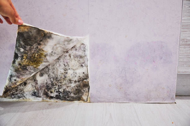 Best Mold Removal Company Near Me  in Marlborough, MO